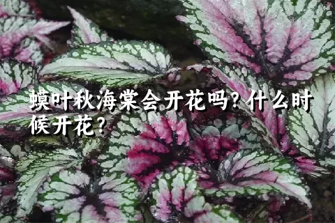 蟆叶秋海棠会开花吗？什么时候开花？