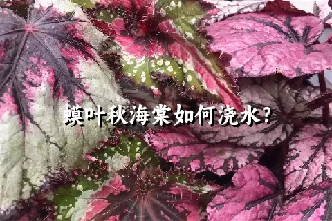 蟆叶秋海棠如何浇水？