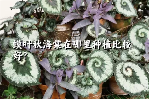 蟆叶秋海棠在哪里种植比较好？