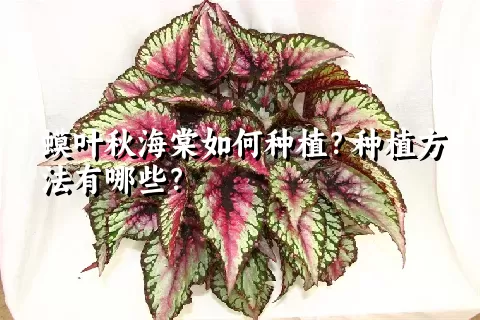 蟆叶秋海棠如何种植？种植方法有哪些？