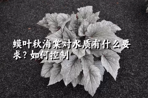 蟆叶秋海棠对水质有什么要求？如何控制