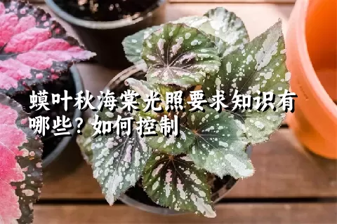 蟆叶秋海棠光照要求知识有哪些？如何控制