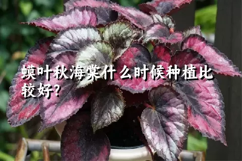 蟆叶秋海棠什么时候种植比较好？