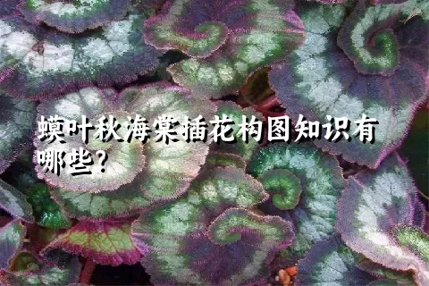 蟆叶秋海棠插花构图知识有哪些？