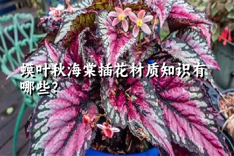 蟆叶秋海棠插花材质知识有哪些？