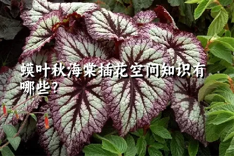 蟆叶秋海棠插花空间知识有哪些？