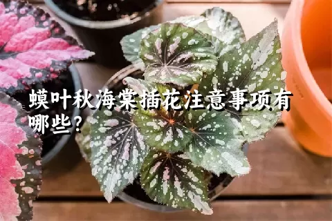 蟆叶秋海棠插花注意事项有哪些？