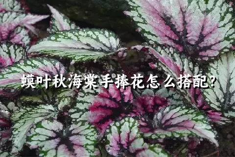 蟆叶秋海棠手捧花怎么搭配？