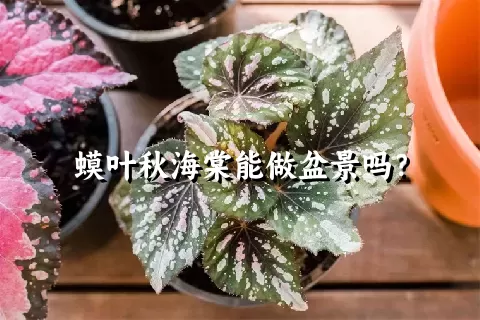 蟆叶秋海棠能做盆景吗？