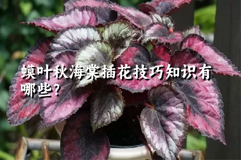 蟆叶秋海棠插花技巧知识有哪些？