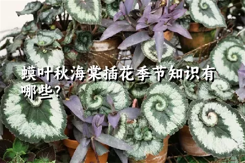 蟆叶秋海棠插花季节知识有哪些？