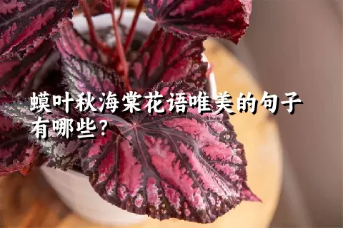 蟆叶秋海棠花语唯美的句子有哪些？