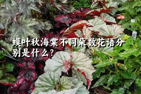 蟆叶秋海棠不同朵数花语分别是什么？