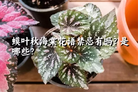 蟆叶秋海棠花语禁忌有吗？是哪些？