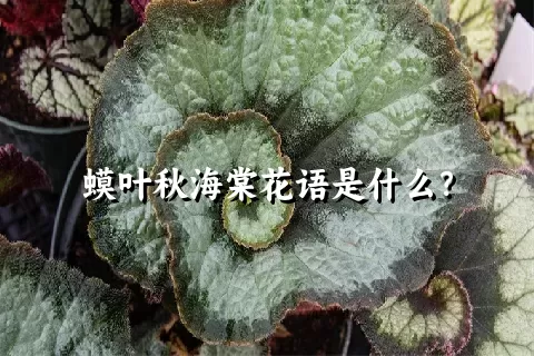 蟆叶秋海棠花语是什么？