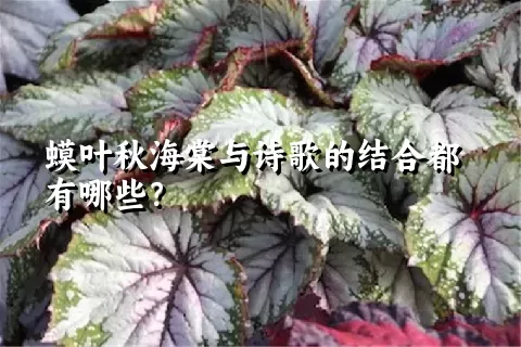 蟆叶秋海棠与诗歌的结合都有哪些？