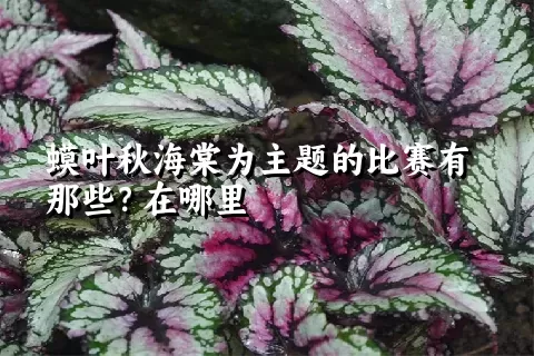 蟆叶秋海棠为主题的比赛有那些？在哪里