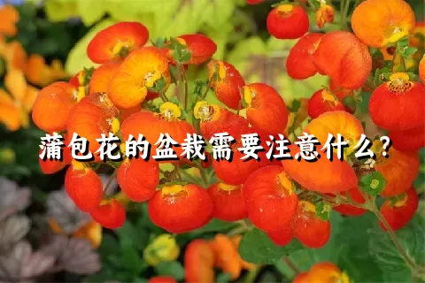 蒲包花的盆栽需要注意什么？