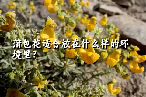 蒲包花适合放在什么样的环境里？