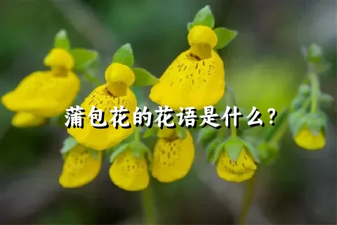 蒲包花的花语是什么？