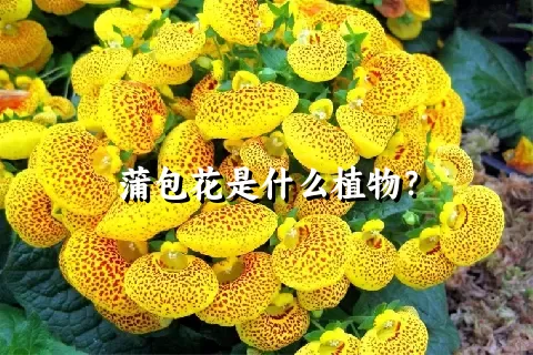 蒲包花是什么植物？