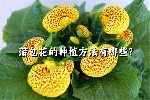 蒲包花的种植方法有哪些？