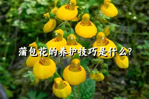 蒲包花的养护技巧是什么？