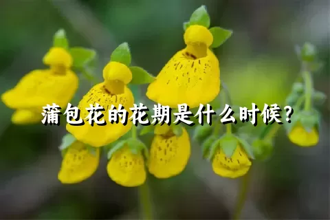 蒲包花的花期是什么时候？