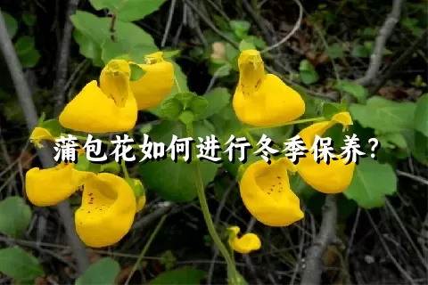 蒲包花如何进行冬季保养？