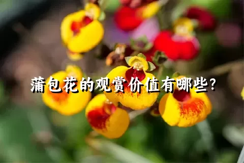 蒲包花的观赏价值有哪些？