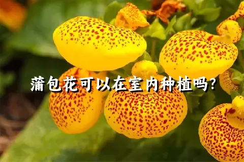 蒲包花可以在室内种植吗？