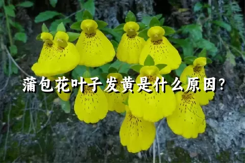 蒲包花叶子发黄是什么原因？