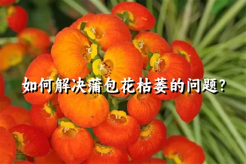 如何解决蒲包花枯萎的问题？