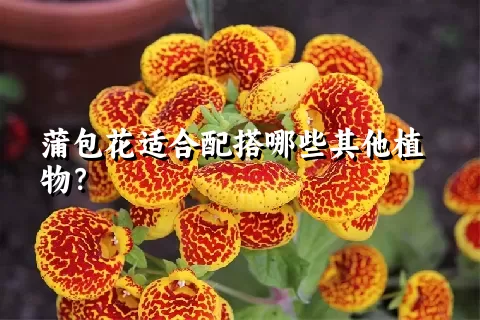 蒲包花适合配搭哪些其他植物？