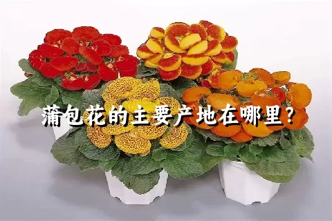 蒲包花的主要产地在哪里？