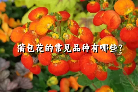 蒲包花的常见品种有哪些？