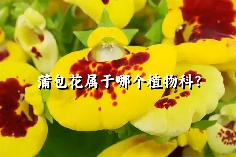 蒲包花属于哪个植物科？