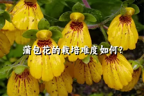 蒲包花的栽培难度如何？