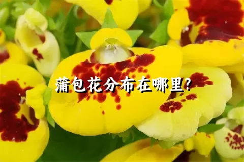 蒲包花分布在哪里?