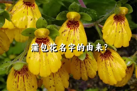 蒲包花名字的由来？