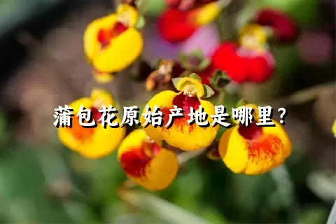 蒲包花原始产地是哪里？