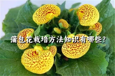 蒲包花栽培方法知识有哪些？