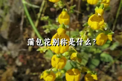 蒲包花别称是什么？