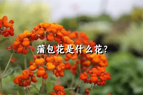 蒲包花是什么花？