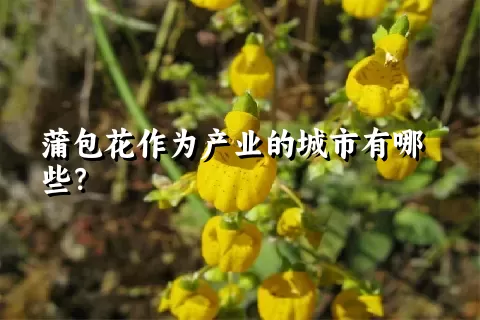 蒲包花作为产业的城市有哪些？