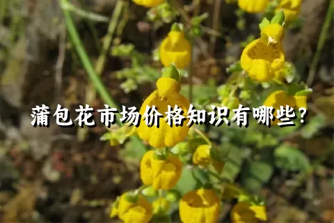 蒲包花市场价格知识有哪些？