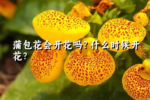 蒲包花会开花吗？什么时候开花？