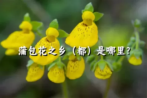 蒲包花之乡（都）是哪里？