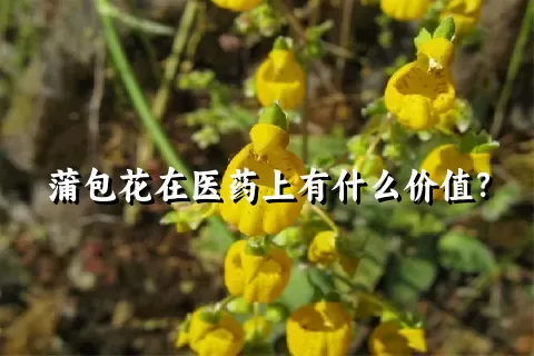 蒲包花在医药上有什么价值？