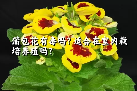 蒲包花有毒吗？适合在室内栽培养殖吗？